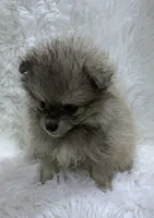 tiny cream sable girl, a female Pomeranian for sale in Malabar, FL – 2 of 7