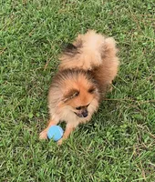 Alexander, a male Pomeranian for sale in Malabar, FL – 2 of 5