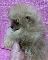 cream sable female, a female Pomeranian for sale in Malabar, FL – 2 of 4