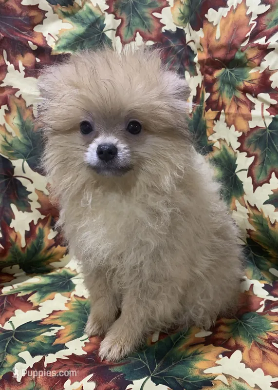 cream sable female – Pomeranian puppy for sale in Malabar, FL