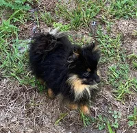 Blackjack, a male Pomeranian for sale in Malabar, FL – 2 of 2