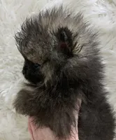 tiny wolf sable male, a male Pomeranian for sale in Malabar, FL – 3 of 7