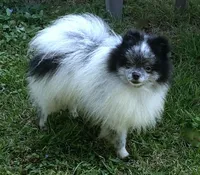cream sable male, a male Pomeranian for sale in Malabar, FL – 3 of 3