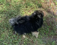 Keiko, a female Pomeranian for sale in Malabar, FL – 2 of 2