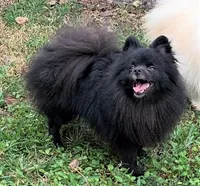 Venus, a female Pomeranian for sale in Malabar, FL – 2 of 2