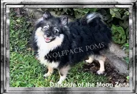 small wolf sable girl, a female Pomeranian for sale in Malabar, FL – 5 of 5