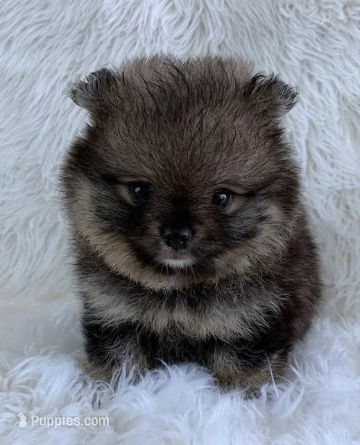 small wolf sable girl – Pomeranian puppy for sale in Malabar, FL