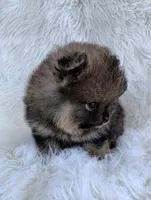small wolf sable girl, a female Pomeranian for sale in Malabar, FL – 2 of 5