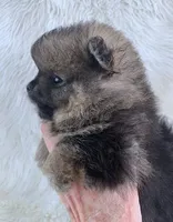 small wolf sable girl, a female Pomeranian for sale in Malabar, FL – 3 of 5