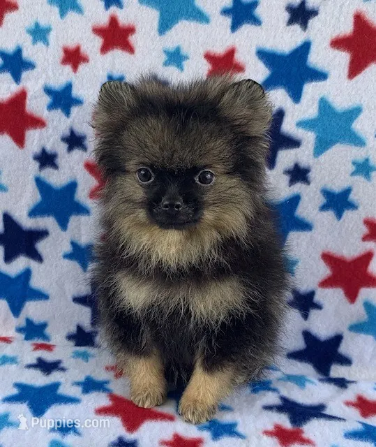 small wolf sable boy, a male Pomeranian for sale in Malabar, FL – 1 of 5