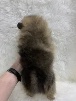 org sbl male, a male Pomeranian for sale in Malabar, FL – 4 of 6