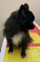 Midnight, a female Pomeranian for sale in Malabar, FL – 2 of 2