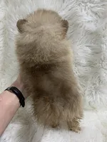 choc sable female, a female Pomeranian for sale in Malabar, FL – 5 of 7