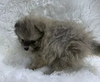 tiny cream sable girl, a female Pomeranian for sale in Malabar, FL – 3 of 7