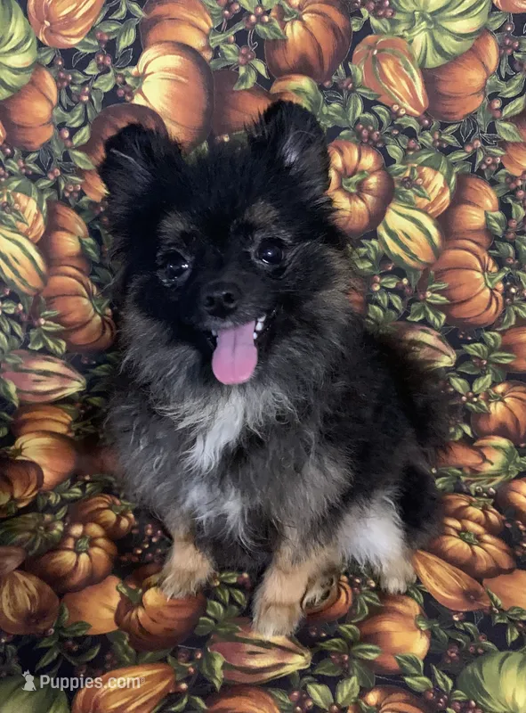 small female – Pomeranian puppy for sale in Malabar, FL