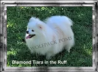 tiny cream sable boy, a male Pomeranian for sale in Malabar, FL – 2 of 3