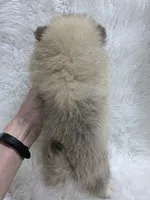 cream sable female, a female Pomeranian for sale in Malabar, FL – 4 of 6