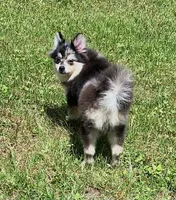 Sagittarius, a male Pomeranian for sale in Malabar, FL – 1 of 3
