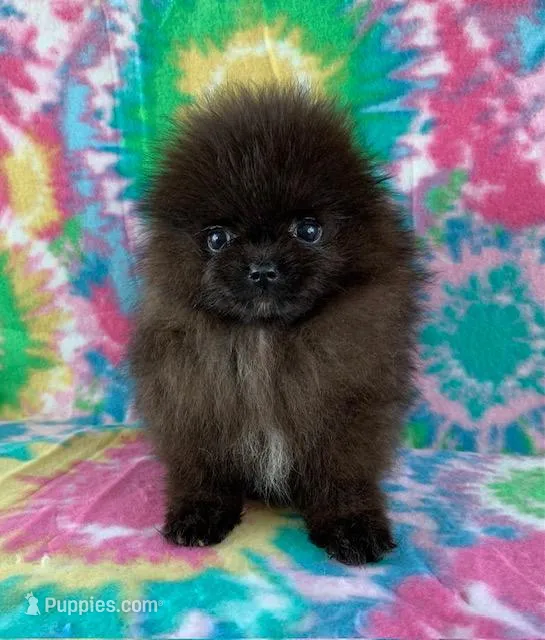 tiny black boy – Pomeranian puppy for sale in Malabar, FL