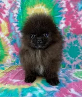 tiny black boy, a male Pomeranian for sale in Malabar, FL – 1 of 6