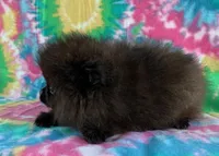 tiny black boy, a male Pomeranian for sale in Malabar, FL – 2 of 6