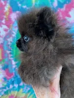 tiny black boy, a male Pomeranian for sale in Malabar, FL – 4 of 6