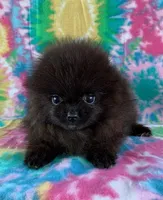 tiny black boy, a male Pomeranian for sale in Malabar, FL – 3 of 6