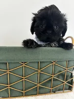 Midnight , a male Shih Tzu for sale in Lawrenceburg, KY – 2 of 5