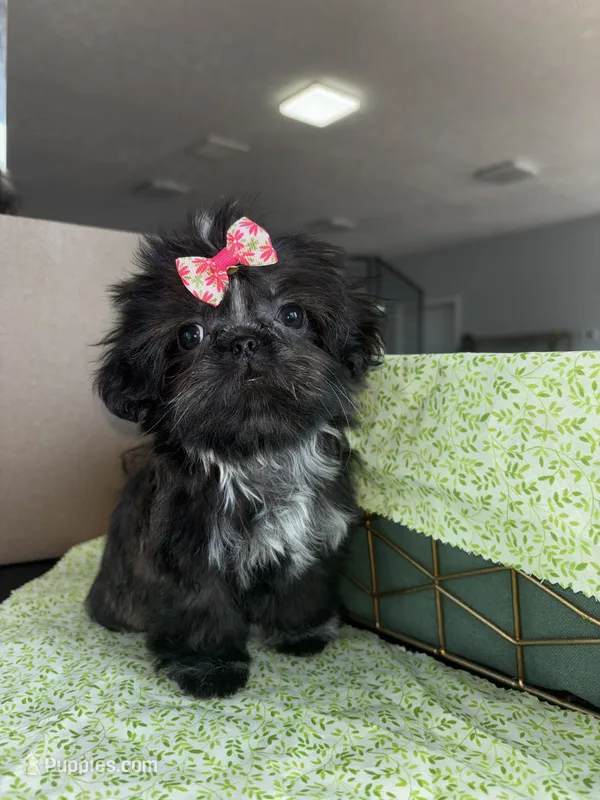 Skunk – Shih Tzu puppy for sale in Lawrenceburg, KY