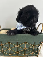 Midnight , a male Shih Tzu for sale in Lawrenceburg, KY – 4 of 5