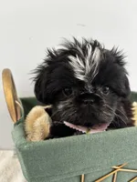 Skunk, a female Shih Tzu for sale in Lawrenceburg, KY – 4 of 4