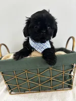 Midnight , a male Shih Tzu for sale in Lawrenceburg, KY – 1 of 5