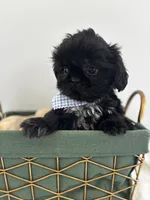 Midnight , a male Shih Tzu for sale in Lawrenceburg, KY – 5 of 5
