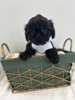 Midnight , a male Shih Tzu for sale in Lawrenceburg, KY – 3 of 5
