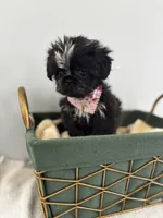 Skunk, a female Shih Tzu for sale in Lawrenceburg, KY – 2 of 4