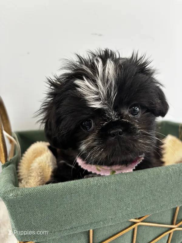 Skunk – Shih Tzu puppy for sale in Lawrenceburg, KY