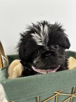 Skunk, a female Shih Tzu for sale in Lawrenceburg, KY – 1 of 4
