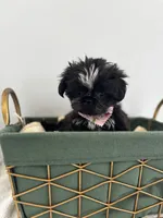 Skunk, a female Shih Tzu for sale in Lawrenceburg, KY – 3 of 4