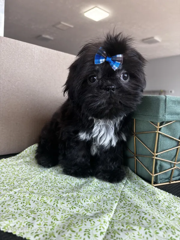 Midnight  – Shih Tzu puppy for sale in Lawrenceburg, KY