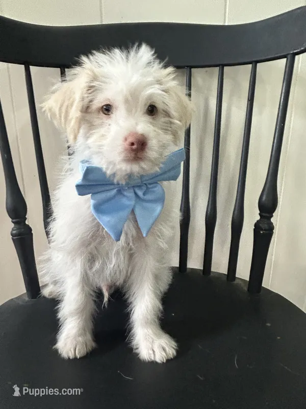 Kevin – Shih Tzu, Poodle - Miniature  puppy for sale in Romeo, MI