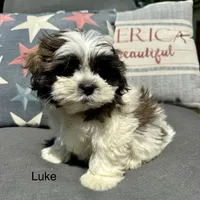 Luke, a male Bichon Frise and Shih Tzu for sale in Romeo, MI – 1 of 2