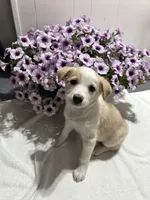 Missy, a female Miniature Australian Shepherd for sale in Romeo, MI – 3 of 3