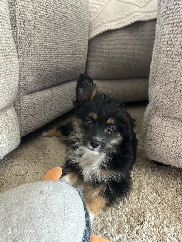 Will – Miniature Australian Shepherd puppy for sale in Romeo, MI