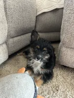 Will, a male Miniature Australian Shepherd for sale in Romeo, MI – 1 of 3