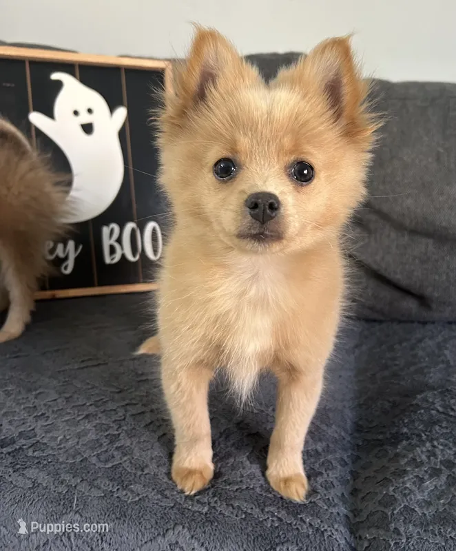 Tommy – Pomeranian puppy for sale in Romeo, MI
