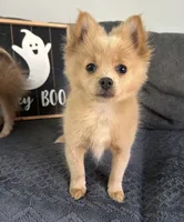 Tommy, a male Pomeranian for sale in Romeo, MI – 1 of 7