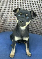 Jerry, a male Chihuahua for sale in Romeo, MI – 3 of 10