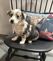 Georgie, a male Miniature Australian Shepherd for sale in Romeo, MI – 2 of 3