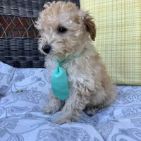 Honey, a male Poodle - Toy  for sale in Romeo, MI – 1 of 4