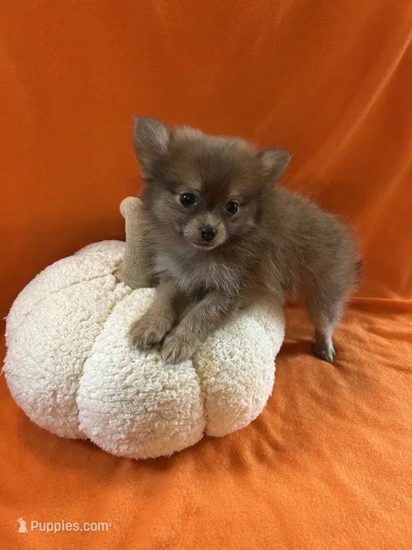 JC – Pomeranian puppy for sale in Romeo, MI